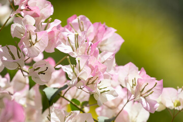 Close up Blooming Bougainvillea Flowers in Summer