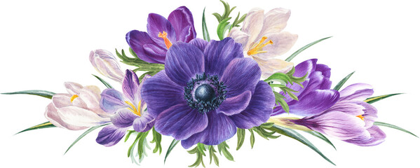 watercolor spring flowers: anemone and violet, blue and white crocuses, botanical illustration