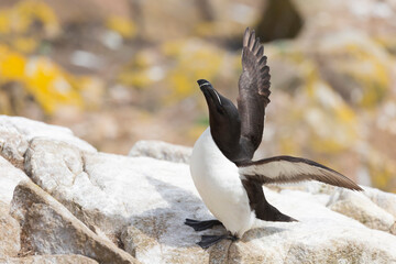 The razorbill (Alca torda) in its natural environment in northern Europe.


