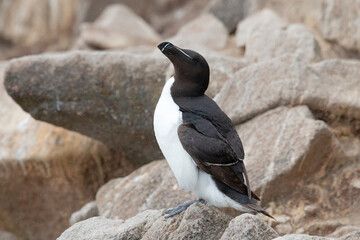 Fototapeta premium The razorbill (Alca torda) in its natural environment in northern Europe.