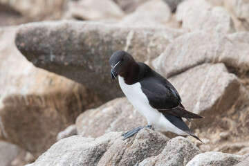 Fototapeta premium The razorbill (Alca torda) in its natural environment in northern Europe.