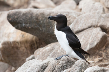 The razorbill (Alca torda) in its natural environment in northern Europe.


