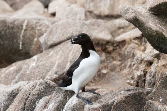 The razorbill (Alca torda) in its natural environment in northern Europe.


