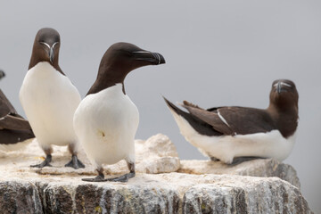 The razorbill (Alca torda) in its natural environment in northern Europe.


