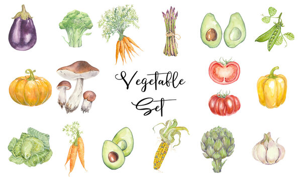 Big set of colorful vegetables. Hand-painted watercolor illustration for menu, kitchen, diet and cooking design