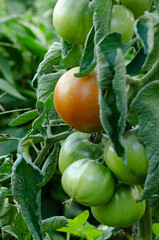 Tomato plant with crop. Ripe and green tomatoes. Copy space.