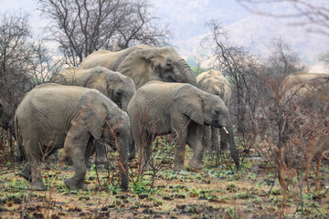 Obraz na płótnie Canvas family herd of african elephants browsing the dry grassland