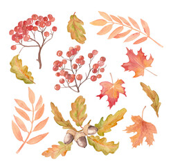 Colorful autumn leaves and berries set. Hand-drawn watercolor illustration, isolated on white background.