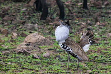 korhaan bird fluffing out its feathers