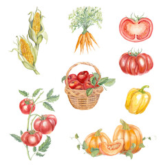 Small vegetable set. Hand-drawn watercolor illustration. Fall season harvest.