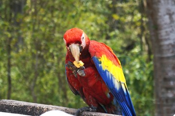Guacamayo Comiendo