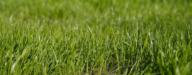 Young lawn close-up with bokeh for design. Grass background, Summer lawn panorama, lawn structure, lawn texture