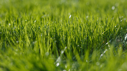 Young lawn close-up with bokeh for design. Grass background, Summer lawn