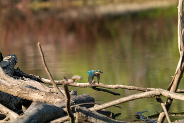 kingfisher