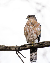 Cooper's Hawk