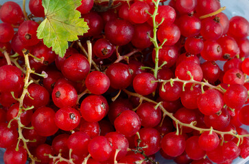 Ribes rubrum. Ripe red currants in group. Top view.