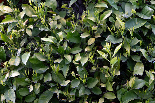 green leaves background