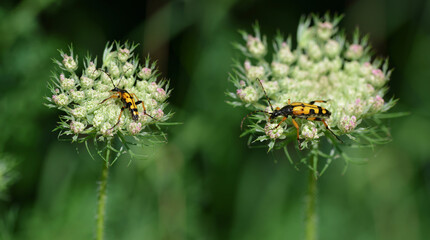 Spotted Longhorn ( Rutpela maculata )  on the flower Queen anne's lace.