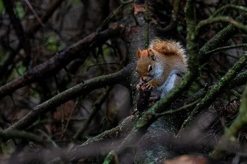 Red squirrel eating a pinecone