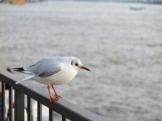 seagull on the beach