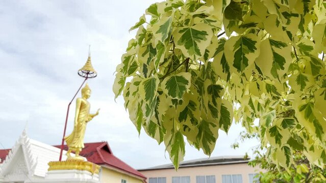 The Bodhi tree is in the temple, swaying in the wind, and the beautiful Buddha image makes the mind cool.