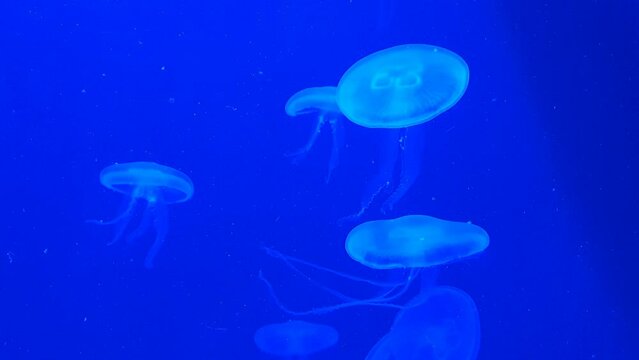 Group of jellyfish under the blue neon light in the aquarium