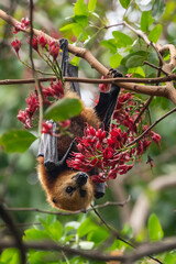 Mauritian fruit bat or flying fox, pteropus niger
