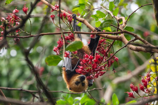 Mauritian fruit bat or flying fox, pteropus niger