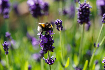 Lavendel Lavendula Augustifolia iim Alten Land bei Hamburg