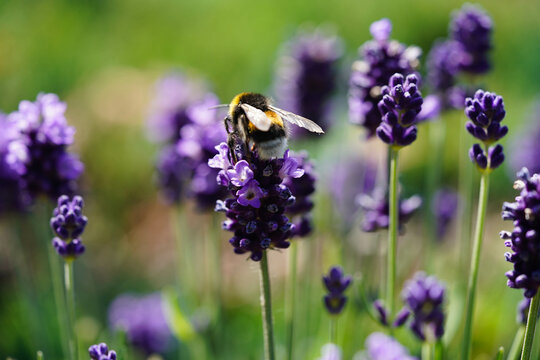 Lavendel Lavendula Augustifolia iim Alten Land bei Hamburg