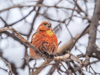 Red Crossbill male sitting on the tree branch and eats wild apple berries. Crossbill bird eats berries.