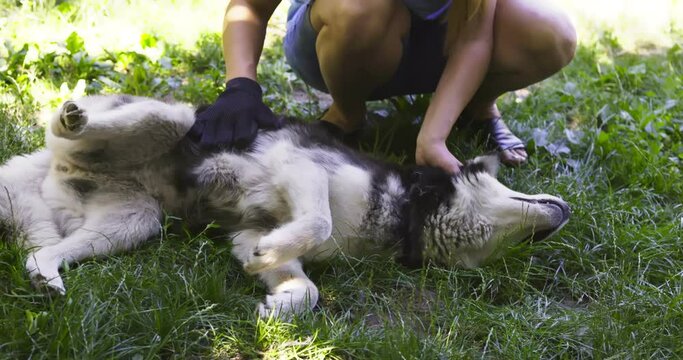 Woman owner of the dog is combing out the dogs fur with a special glove