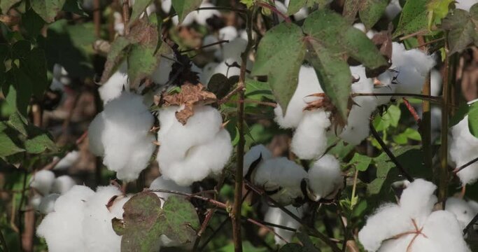 Closeup Of Alabama Cotton Field