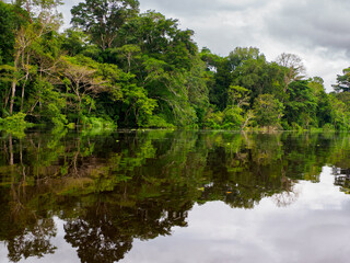 Fototapeta premium Amazonia