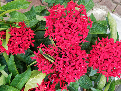 Closeup of colorful red ixoria flowers with green leaves background.