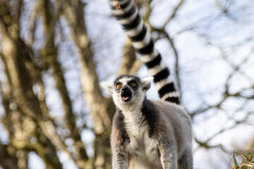 schreiender Lemur auf einem Baum