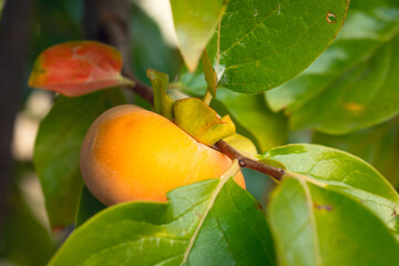 Persimmon on a branch. Close-up of a persimmon.
