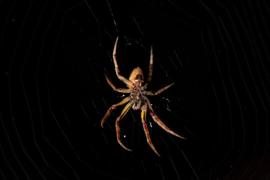 Scary yellow spider