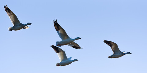 Four snow geese flying above backlit against a blue sky as sunlight illuminates feather edges in close formation