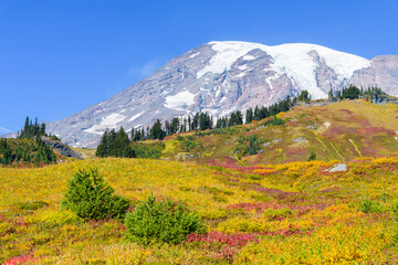 Fall colors on the meadow slops of Mount Rainier National Park with the volcano rising against a blue sky