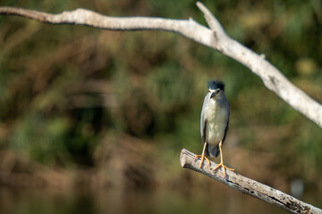 heron perched on branch