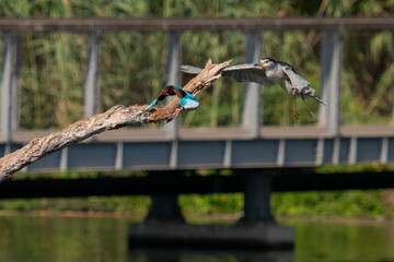 A heron and a kingfisher in pursuit