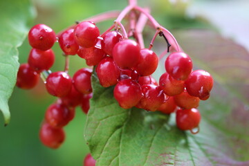 red berries