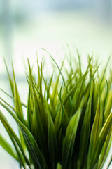 green grass on a white background