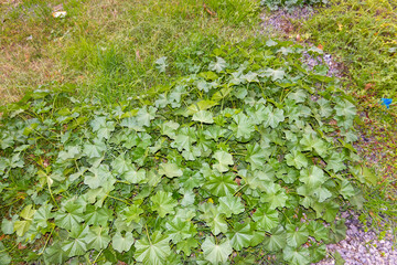 Malva sylvestris. Common Mallow - Malva sylvestris plant
