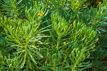 Green and yellow tropical plants flowers and trees in Mexico.