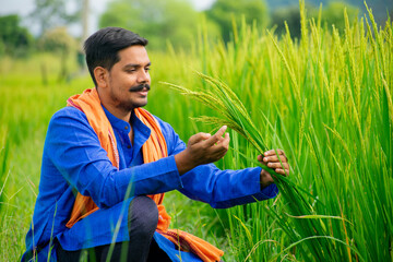Young Indian farmer holding crop plant in his rice field