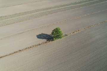 Samotne drzewo © Pawel Szypula