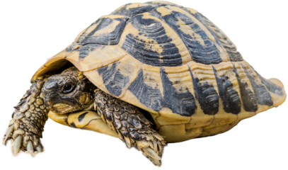 Hermann's tortoise against white background. Protected species
