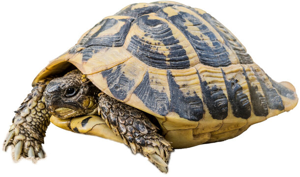 Hermann's tortoise against white background. Protected species
